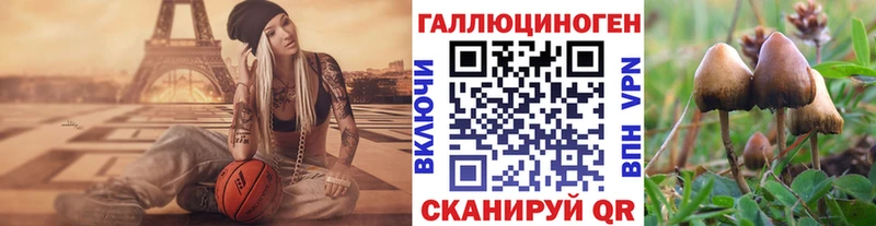 Псилоцибиновые грибы Psilocybine cubensis  Северобайкальск 